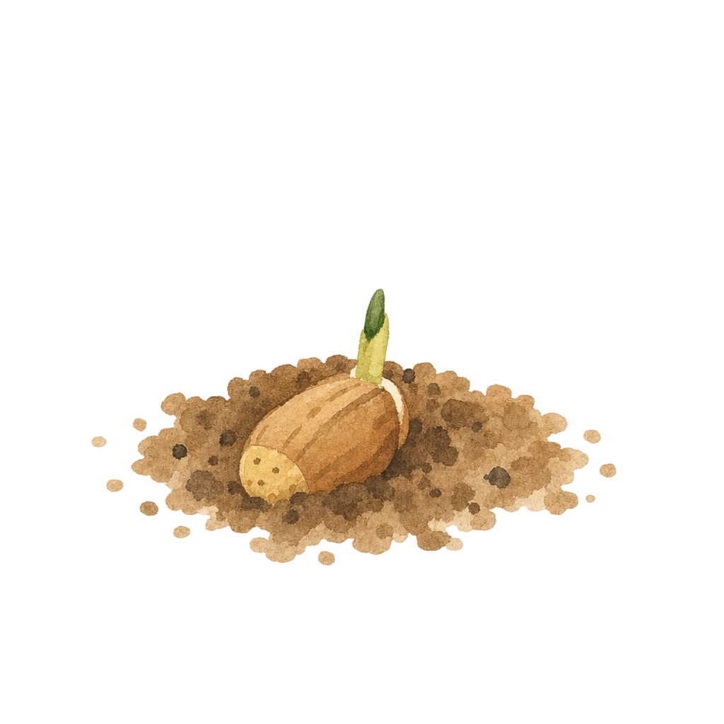 A sprouting acorn